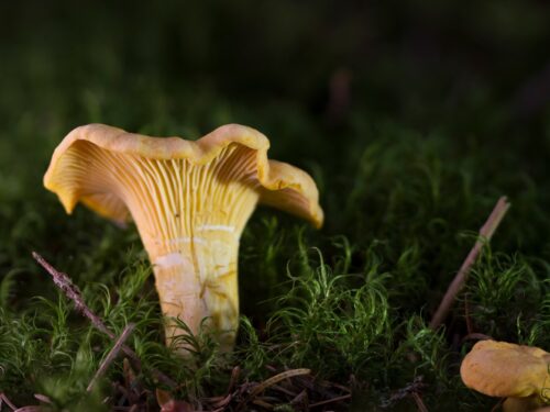 Les Champignons qui chantent 